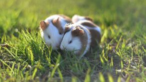 Hong Kong sacrificará hámsters