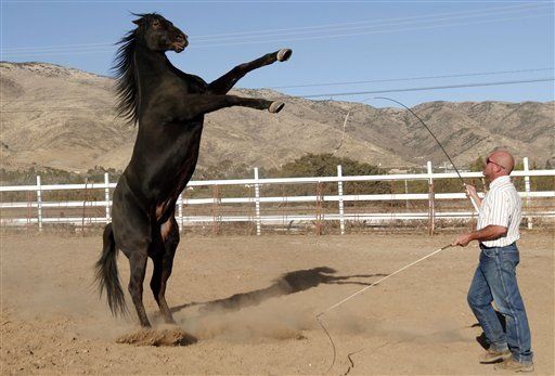 Estrella de War Horse en la elite equina de Hollywood