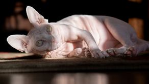 Descubre 5 razas de gatos exóticos.