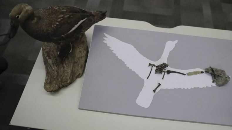 Ave de la prehistoria sonaba probablemente como pato