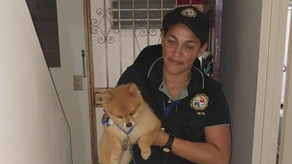 En la diligencia de allanamiento en Bella Vista se recuperó a un perro presuntamente apropiado indebidamente.