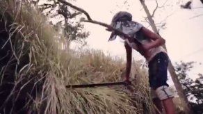 64% de casos de trabajo infantil se concentran en sector agrícola 64% de casos de trabajo infantil se concentran en sector agrícola