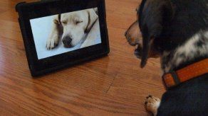 Lanzan en EEUU Dog TV