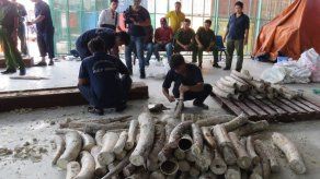 Vietnam se incauta de casi una tonelada de marfil de elefantes africanos