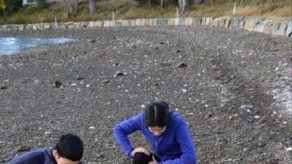 Descubren medusa gigante en Australia