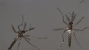 Mosquitos transgénicos no representan riesgos para la salud