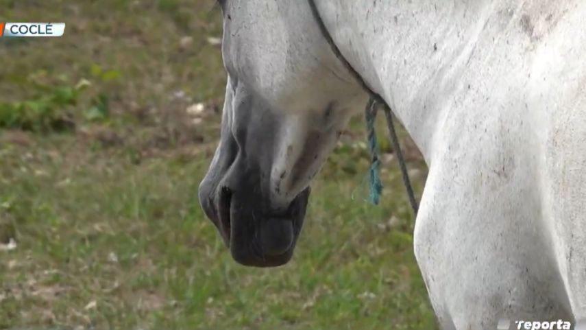 Asesinan a un joven en Río Hato y los responsables escapan a caballo.