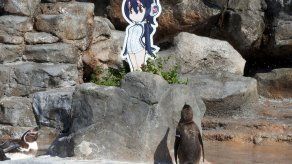 Japón llora la muerte de su pingüino enamorado