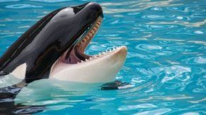 Detectan la primera orca capaz de reproducir palabras como hola y adiós