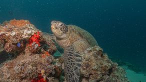 Científicos encuentran en Colombia un fósil de tortuga gigante de hace 57 millones de años