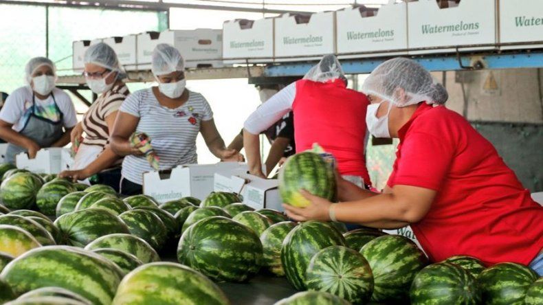 Envían hacia Holanda el primer contenedor de sandía bajo el sello Panamá Exporta