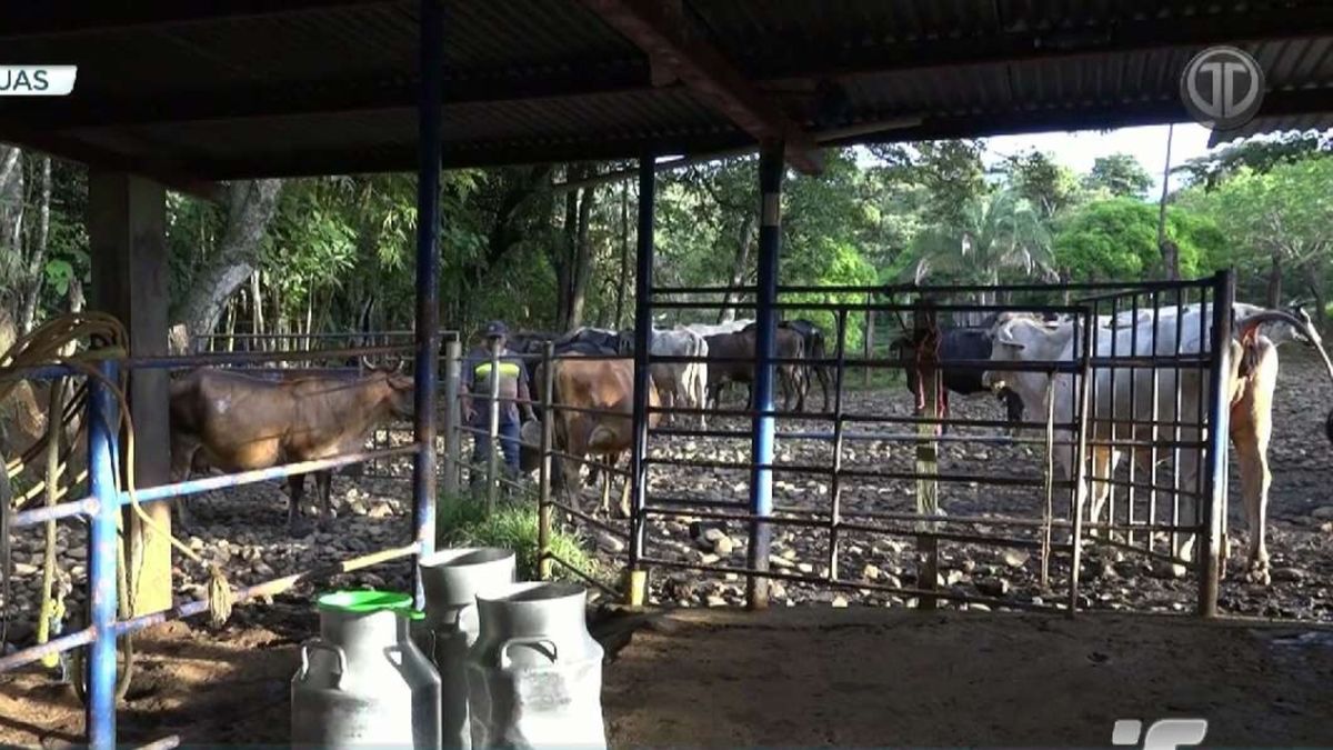 Productores de leche en Veraguas.