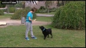 Perros que ayudan a curar las heridas de la violencia machista
