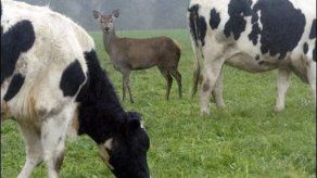 Toro encarcelado por destruir maizal y chozas