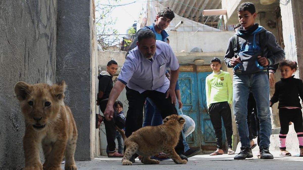 Dos cachorros de león, los últimos exiliados de Gaza