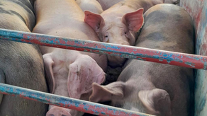 Gobierno crea la Comisión Nacional para el Desarrollo y Supervisión de la Industria Porcina.