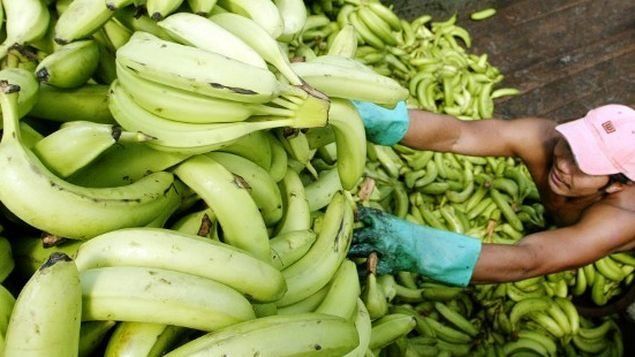 Mitradel mediará en conflicto entre Sitraibana y empresa bananera