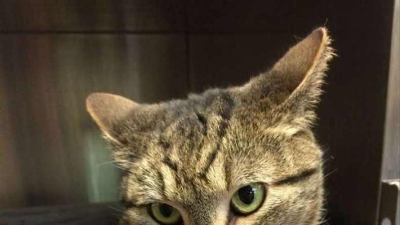 Gata extraviada en California aparece en Canadá