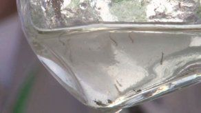 Autoridades de Salud confirman muerte de menor por dengue