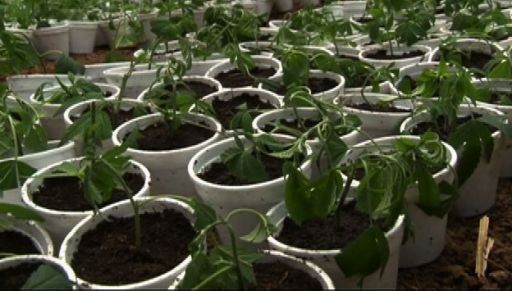 Encuentran finca con 200 plantaciones de marihuana en Coclé