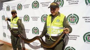 Encuentran anaconda de 3 metros en zona urbana en el sur de Colombia