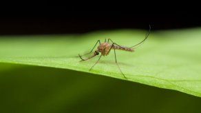 20 Muertos y 400 infectados en un brote de malaria en el norte de la India