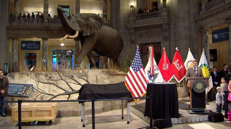 Un tiranosaurio llega a Washington a quedarse en el Museo de Historia Natural