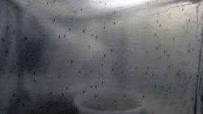 81 casos de dengue y 11 de chikungunya en la ciudad de Panamá