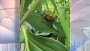 Plaga de langosta centroamericana no ha ingresado a Panamá