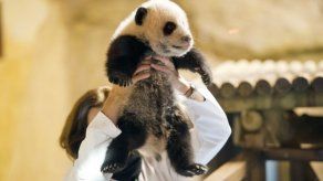 El bebé panda del zoo de Madrid ya tiene nombre: Xing Bao