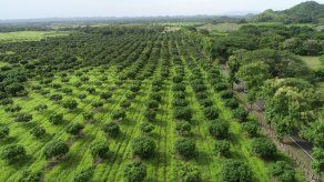 &nbsp;Esta regeneración natural de áreas verdes fue detectada portécnicos del Ministerio de Ambiente.