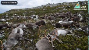 Rayos matan más de 300 renos en Noruega