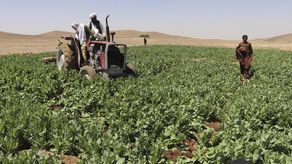 Los jornaleros pueden ganar más de 300 dólares mensuales cosechando el opio de las amapolas.