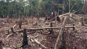 Los bosques vírgenes desaparecen aceleradamente en el mundo