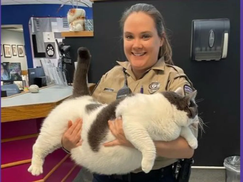 Gato Patches se hizo viral en redes por pesar 20 kilos