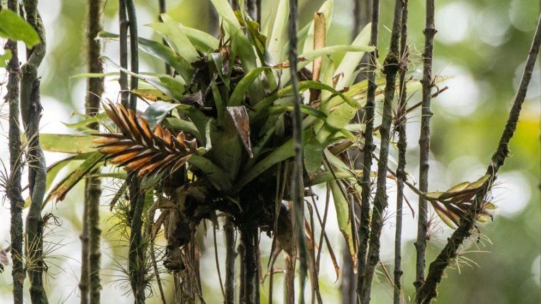 El cambio climático empuja a las plantas tropicales hacia las cumbres