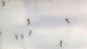 Suben a 53 los casos de zika en la comarca Guna Yala