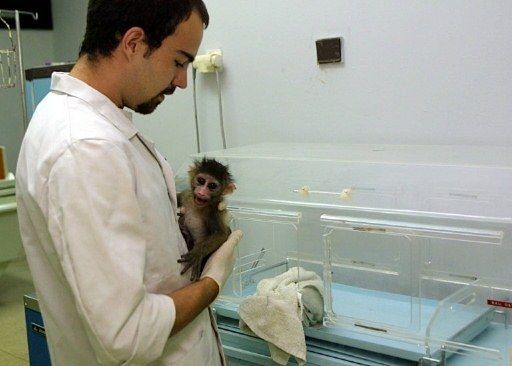 EEUU limita el uso de chimpancés en investigación científica