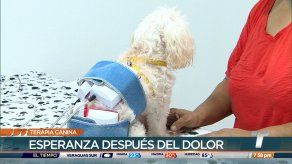 Terapia canina