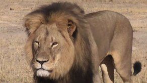 Zimbabue pide la extradición del hombre que mató al león Cecil