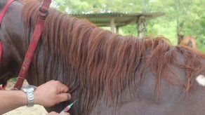 El MIDA activó la alerta epidemiológica para prevenir enfermedades como la Encefalitis Equina entre otras. El MIDA activó la alerta epidemiológica para prevenir enfermedades como la Encefalitis Equina entre otras.