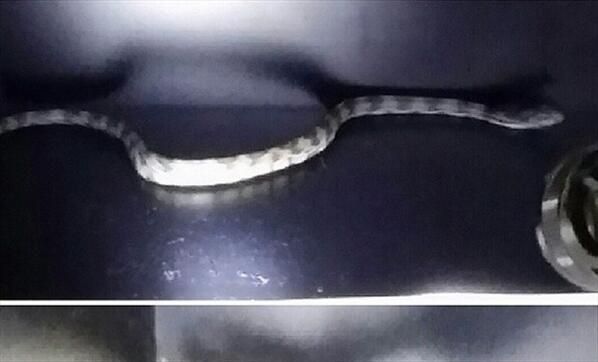 Serpiente causa pánico en vestidor de Portland en San Antonio