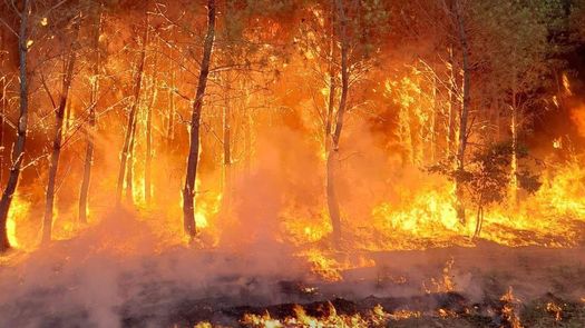 Fotos provistas por los bomberos mostraron llamaradas sobre los pinos que provocaron nubes de humo oscuro elevándose por encima del bosque.