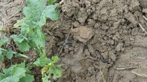 Cuando aparecen los gusanos