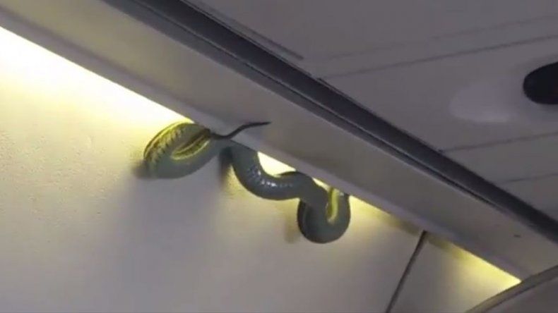 Serpiente se cuela en un avión de México