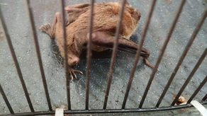 MIDA refuerza campaña contra la rabia bovina MIDA refuerza campaña contra la rabia bovina