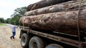 Decomisan millonaria carga de cotizada madera con destino a China