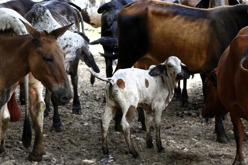 El gusano barrenador rompió la barrera que lo frenaba en Panamá.&nbsp;
