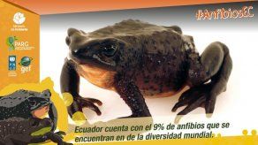 Reproducen en Ecuador rana considerada extinta hace 30 años