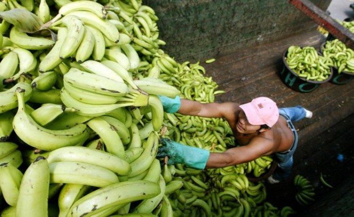 Sector bananero analiza la ampliación del Canal de Panamá y efecto de plagas